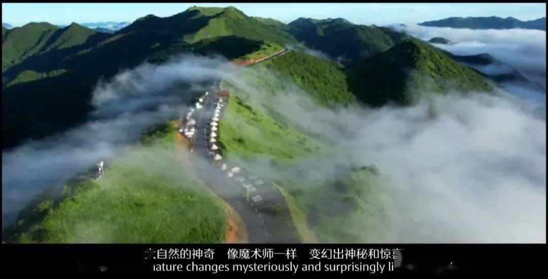 救援达尔马提亚狗